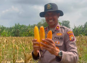Panen 2 Ton Jagung, Polsek Kateman Dorong Desa Air Tawar Jadi Lumbung Pangan