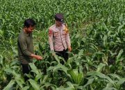 Bhabinkamtibmas Polsek Perak Ajak Warga Optimalkan Lahan Pertanian