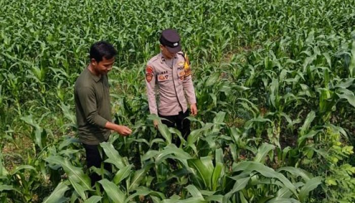Bhabinkamtibmas Polsek Perak Ajak Warga Optimalkan Lahan Pertanian