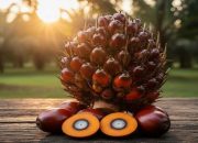 Kabar Baik Petani Sawit, Harga TBS Riau Naik hingga Rp44,33 per Kg