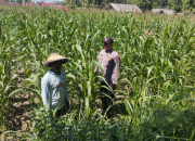 Dukung Swasembada Pangan, Polsek Plandaan Rutin Pantau Tanaman Jagung