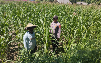 Dukung Swasembada Pangan, Polsek Plandaan Rutin Pantau Tanaman Jagung