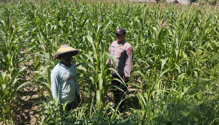 Dukung Swasembada Pangan, Polsek Plandaan Rutin Pantau Tanaman Jagung