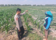 Jaga Produktivitas Pertanian, Polsek Ngusikan Cek Lahan Jagung Warga