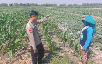Jaga Produktivitas Pertanian, Polsek Ngusikan Cek Lahan Jagung Warga