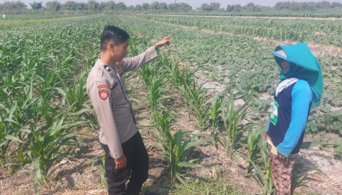 Jaga Produktivitas Pertanian, Polsek Ngusikan Cek Lahan Jagung Warga