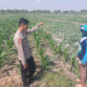 Jaga Produktivitas Pertanian, Polsek Ngusikan Cek Lahan Jagung Warga