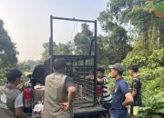 Beruang Muncul Dekat Permukiman, BBKSDA Riau Pasang Perangkap di Kampar