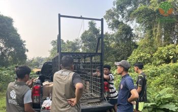 Beruang Muncul Dekat Permukiman, BBKSDA Riau Pasang Perangkap di Kampar