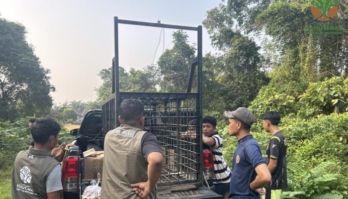 Beruang Muncul Dekat Permukiman, BBKSDA Riau Pasang Perangkap di Kampar