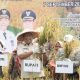 Bupati Anton Panen Padi Bersama Petani, Rambah Baru Catat Produktivitas 8,9 Ton