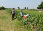 Polsek Ngoro Cek Lahan Jagung, Dukung Program Swasembada Pangan Nasional