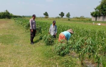 Polsek Ngoro Cek Lahan Jagung, Dukung Program Swasembada Pangan Nasional
