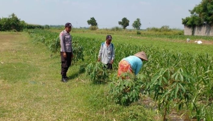 Polsek Ngoro Cek Lahan Jagung, Dukung Program Swasembada Pangan Nasional