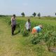 Polsek Ngoro Cek Lahan Jagung, Dukung Program Swasembada Pangan Nasional