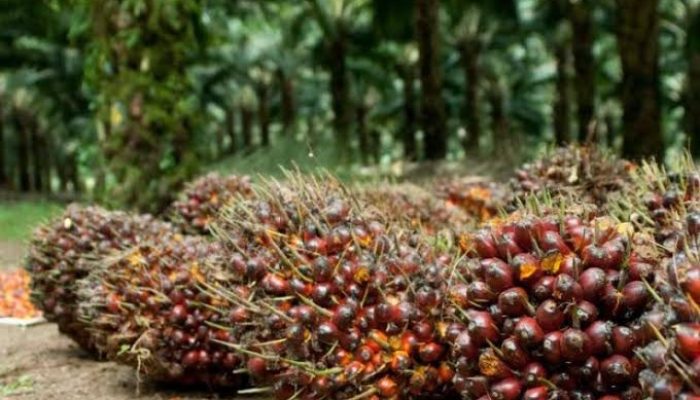 Harga TBS Sawit Riau Turun, Umur 9 Tahun Jadi Penurunan Tertinggi
