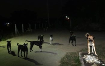 Bayar Pajak Listrik, Warga Bandarsyah Keluhkan PJU Tak Kunjung Berfungsi Normal